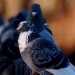7783_PigeonsFetchGoodPrice
