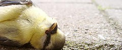 7836_17221683_df6f1281e5_m