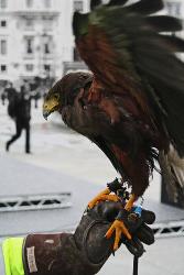 hammersmith_hawk%282%29.jpg
