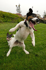 0227dogbite.jpg