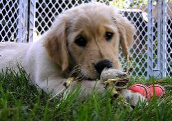 puppy.jpg