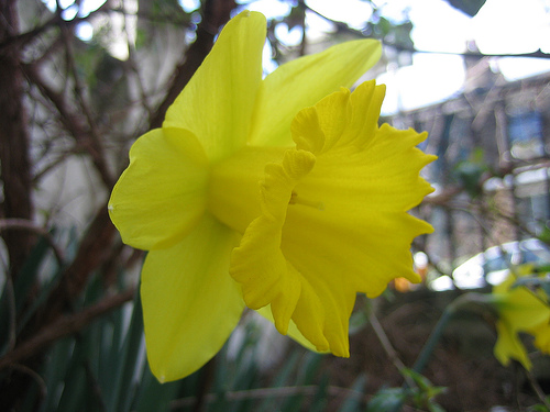1202.daff.jpg