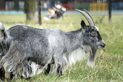 2202_goat.jpg