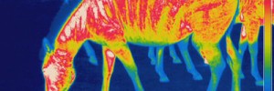 7946_infra-red-zebra-1756-3582 7946_infra-red-zebra-1756-3582