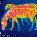 7946_infra-red-zebra-1756-3582