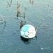 7960_IceFoot01 7960_IceFoot01