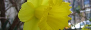 8000_1202.daff