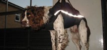 8003_Lift-Harness-004