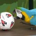 8026_PollyFoot02