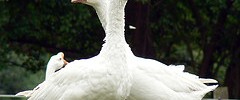 8046_1702.goose 8046_1702.goose