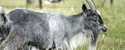 8086_2202_goat 8086_2202_goat
