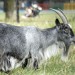 8086_2202_goat