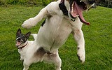 8131_0227dogbite