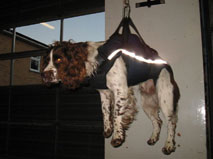 doggylift.jpg