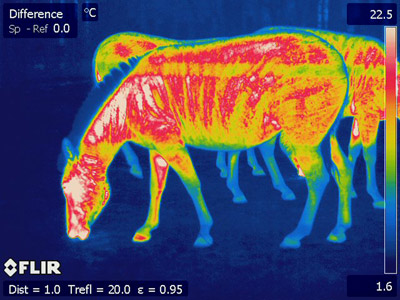 infra-red-zebra-1756-3582.jpg