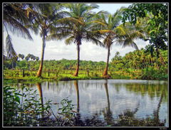 Kerala backwaters