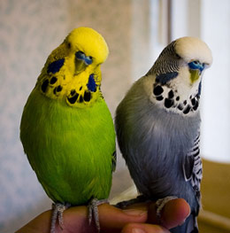 Budgerigars