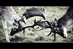 1103deer-in-richmond-park.jpg