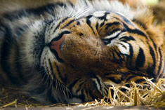 1801_tiger.jpg