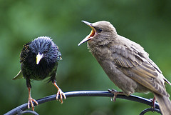 2603starling.jpg