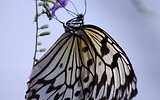 8169_Butterfly