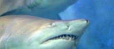 8213_0603_shark
