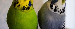 8237_0901_budgies