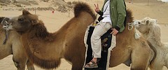 8248_1003camel 8248_1003camel