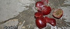 8291_1303squished-grape
