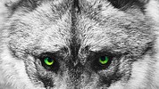 8309_wolf 8309_wolf