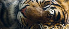 8336_1801_tiger
