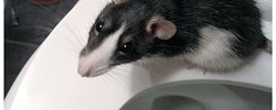 8354_rat_bog