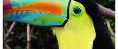 8358_Toucan