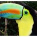 8358_Toucan