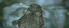 8365_croc