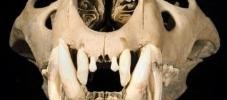 8383_Tower_lion_skull_-_copyright_NHM 8383_Tower_lion_skull_-_copyright_NHM