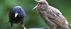 8389_2603starling 8389_2603starling