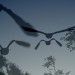 8420_birds 8420_birds
