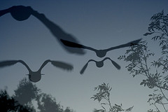 birds