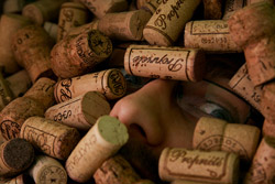 corks_nose.jpg
