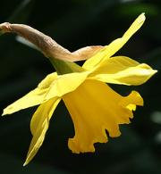 daffodil%282%29.jpg