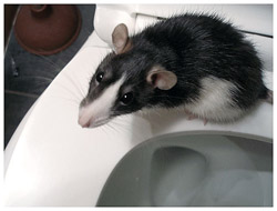 rat_bog.jpg