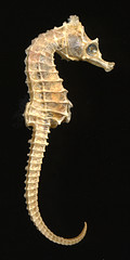 0704seahorse.jpg