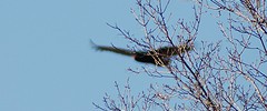 8481_bigbird 8481_bigbird