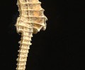 8507_0704seahorse