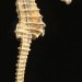 8507_0704seahorse