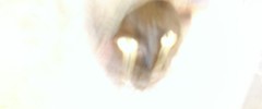 8558_cathead