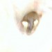 8558_cathead 8558_cathead