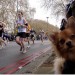 8575_dog