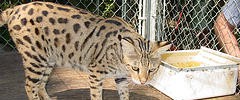 8718_savannahcat 8718_savannahcat